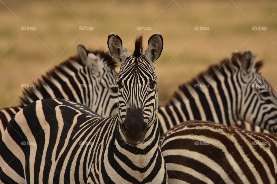 Zebras Ngorongoro Krater 