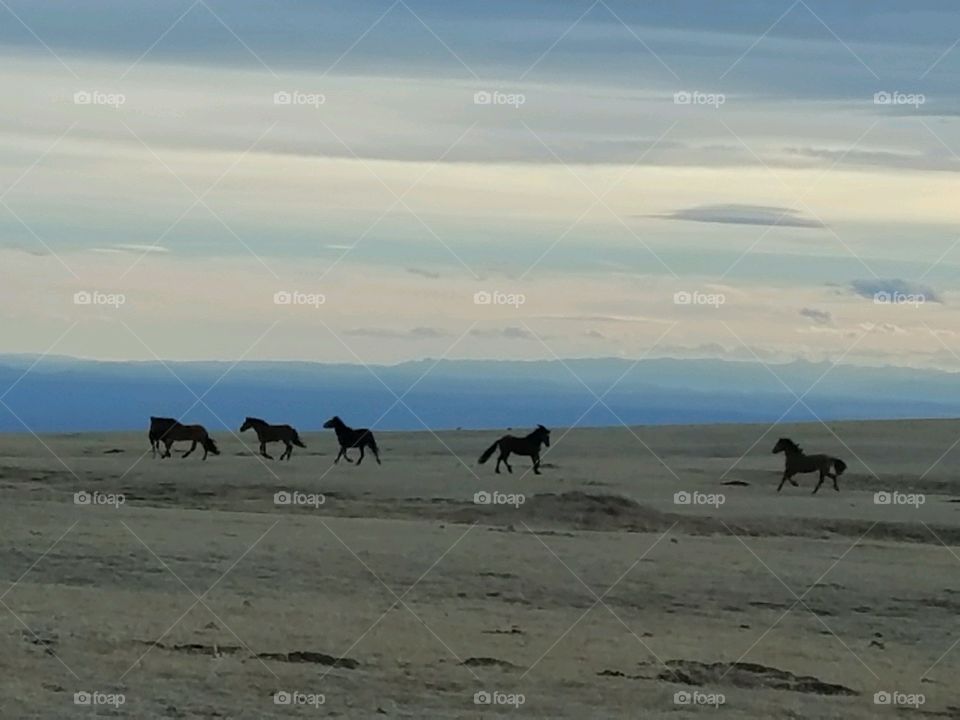 Pryor Mountain Mustangs dancing in the sunset. Montana life at it's best