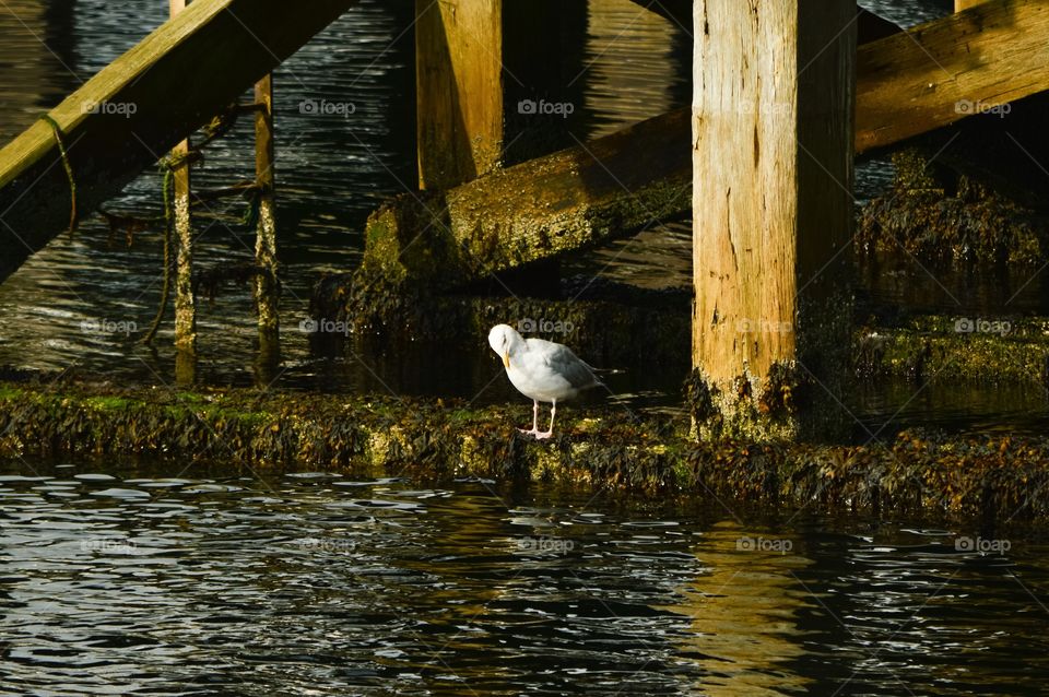 Seagull under the pier