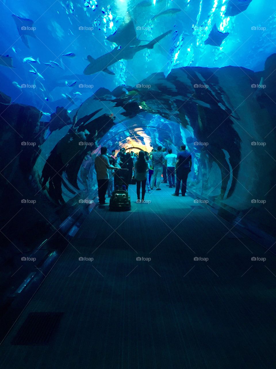 Walking through the underwater aquarium in Dubai 