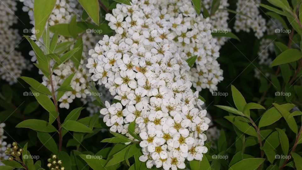 Beautiful flowers!