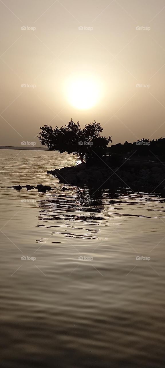 the tree by the sea in the night