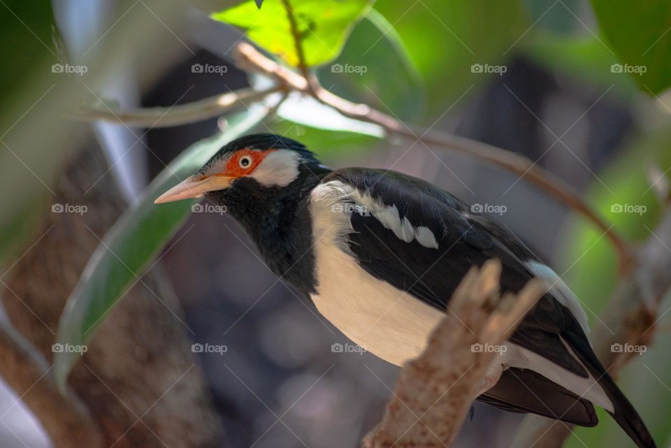 a starling perched on a tree branch