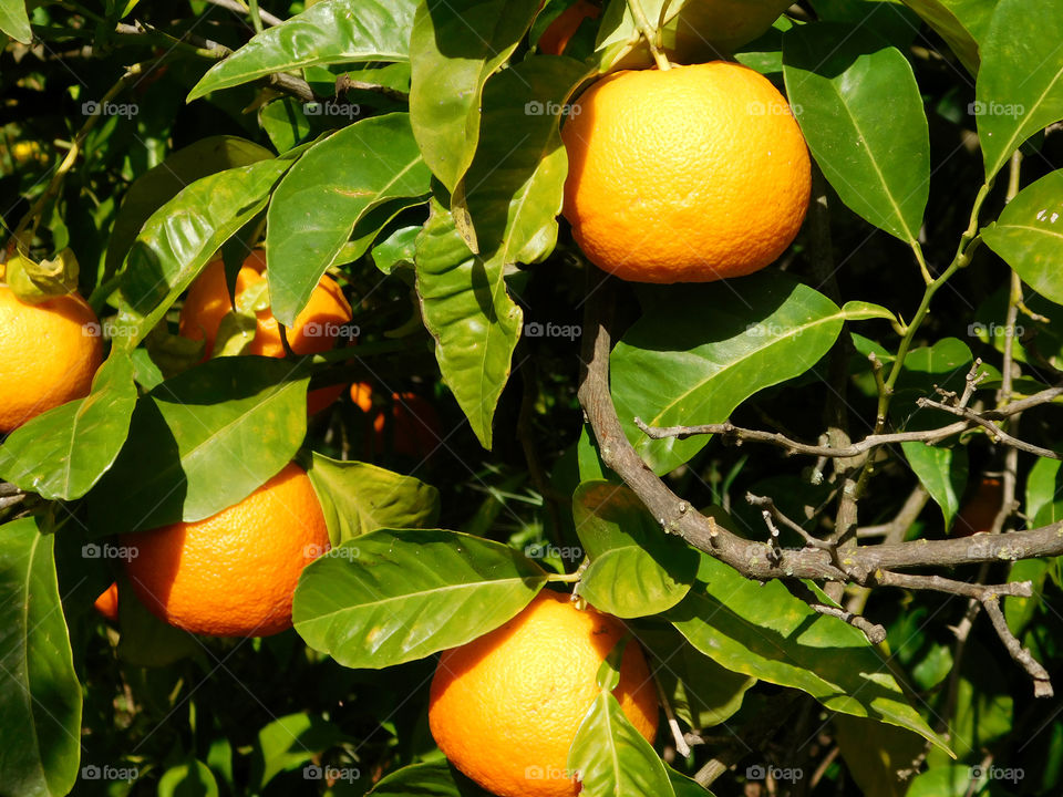 orange tree