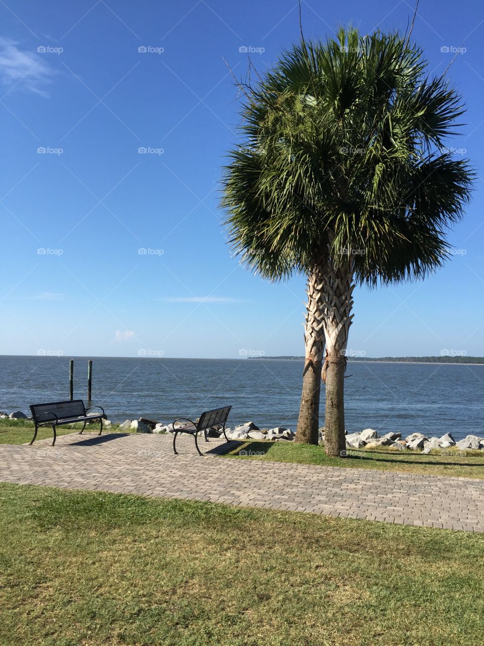 Palm tree by the ocean