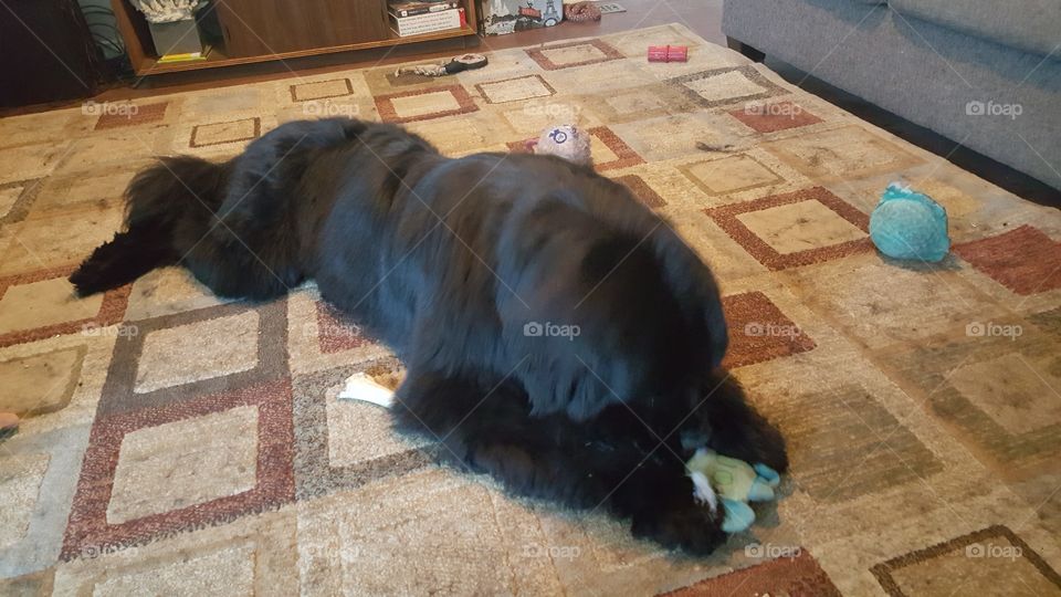 No Person, Mammal, Dog, One, People