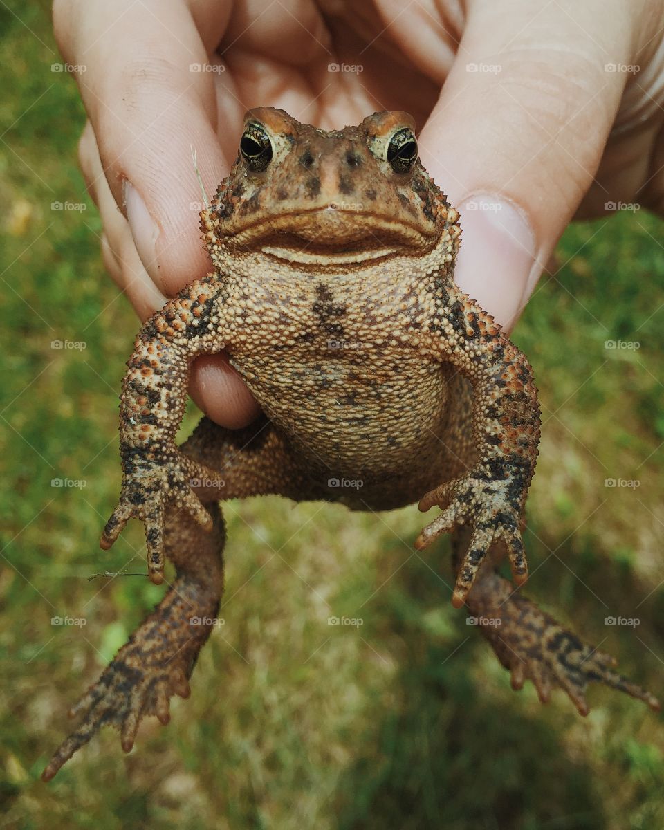 Holding a large toad