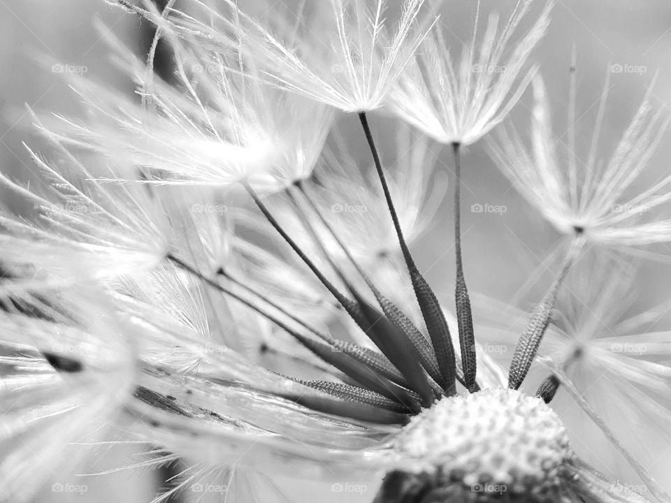 Dandelion seeds