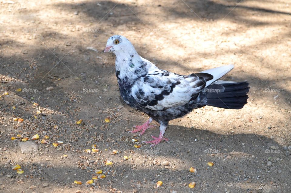 Mission Birds&Bees - Nature in Motion