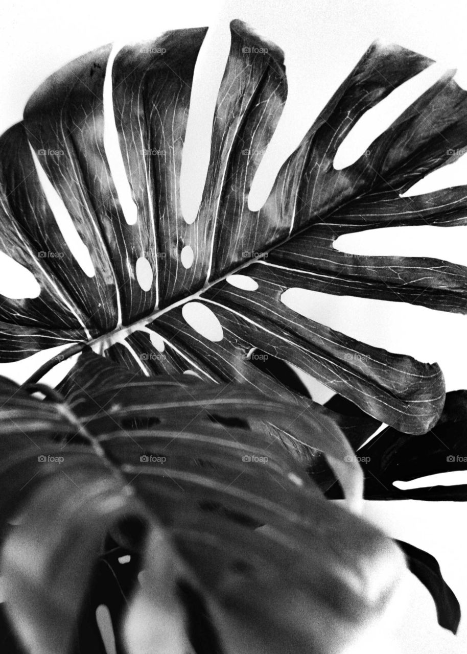 Leaf of a ornamental plant, Monstera Deliciosa. Black and white, high contrast photo.