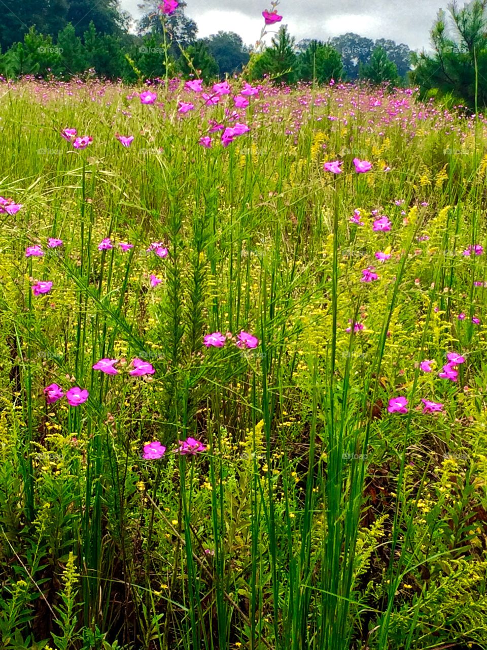 Flowering meadow 