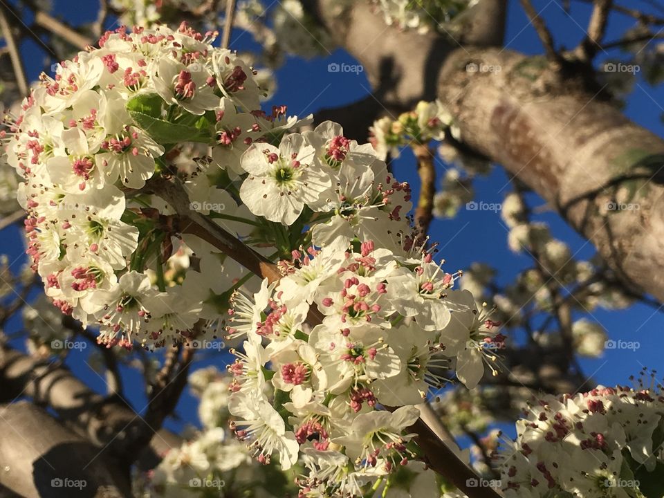 Flores del cerezo