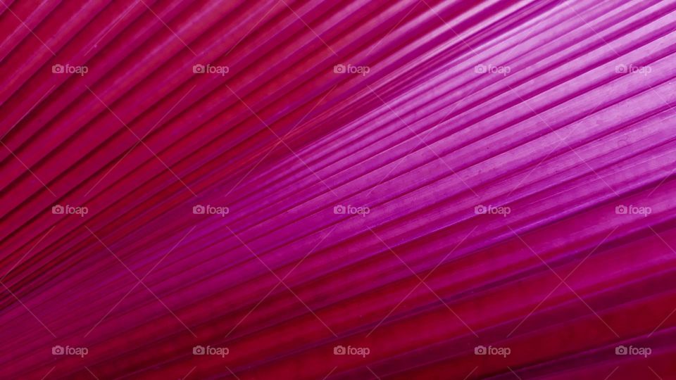 abstract magenta colour blend