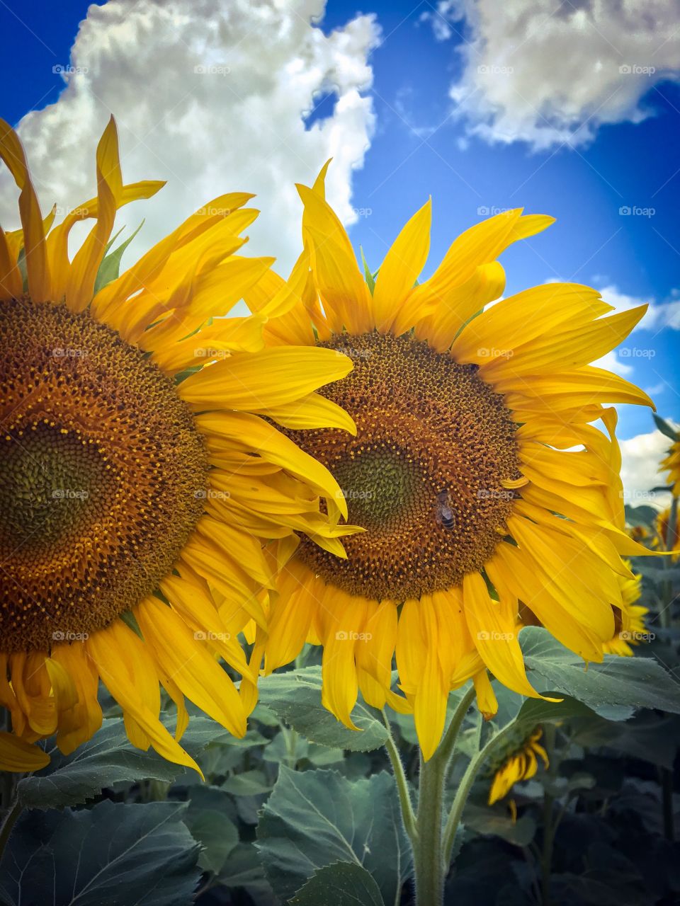 Sunflowers and insects 