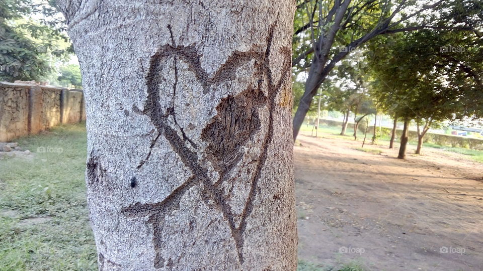 heart shaped on tree