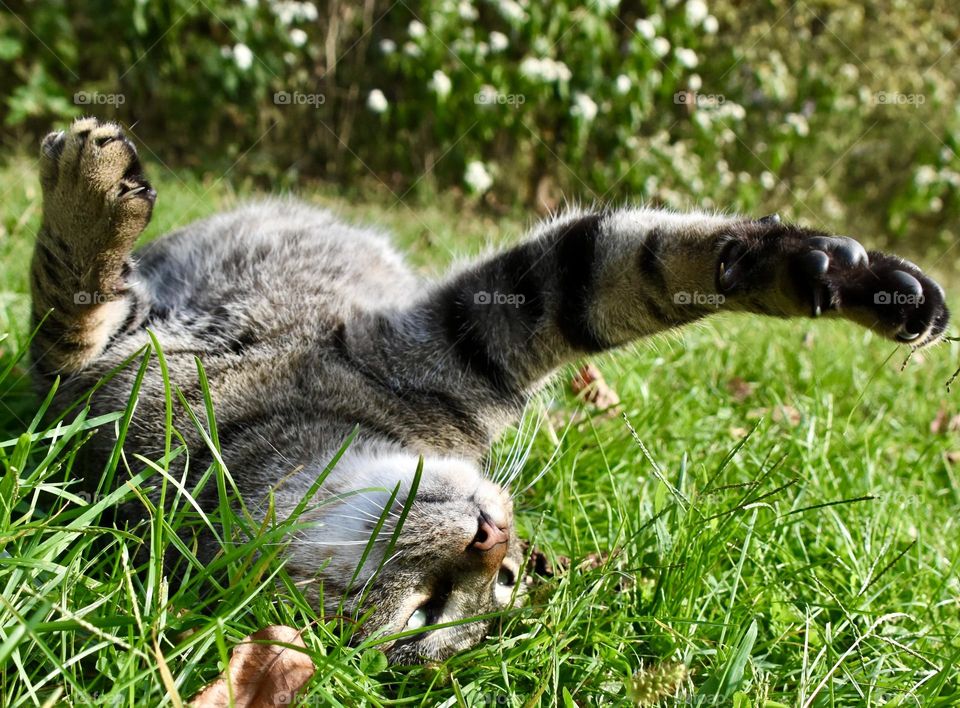 Playful cat on its back in the grass