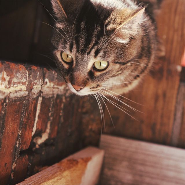 Cat, Cute, Portrait, Pet, Kitten