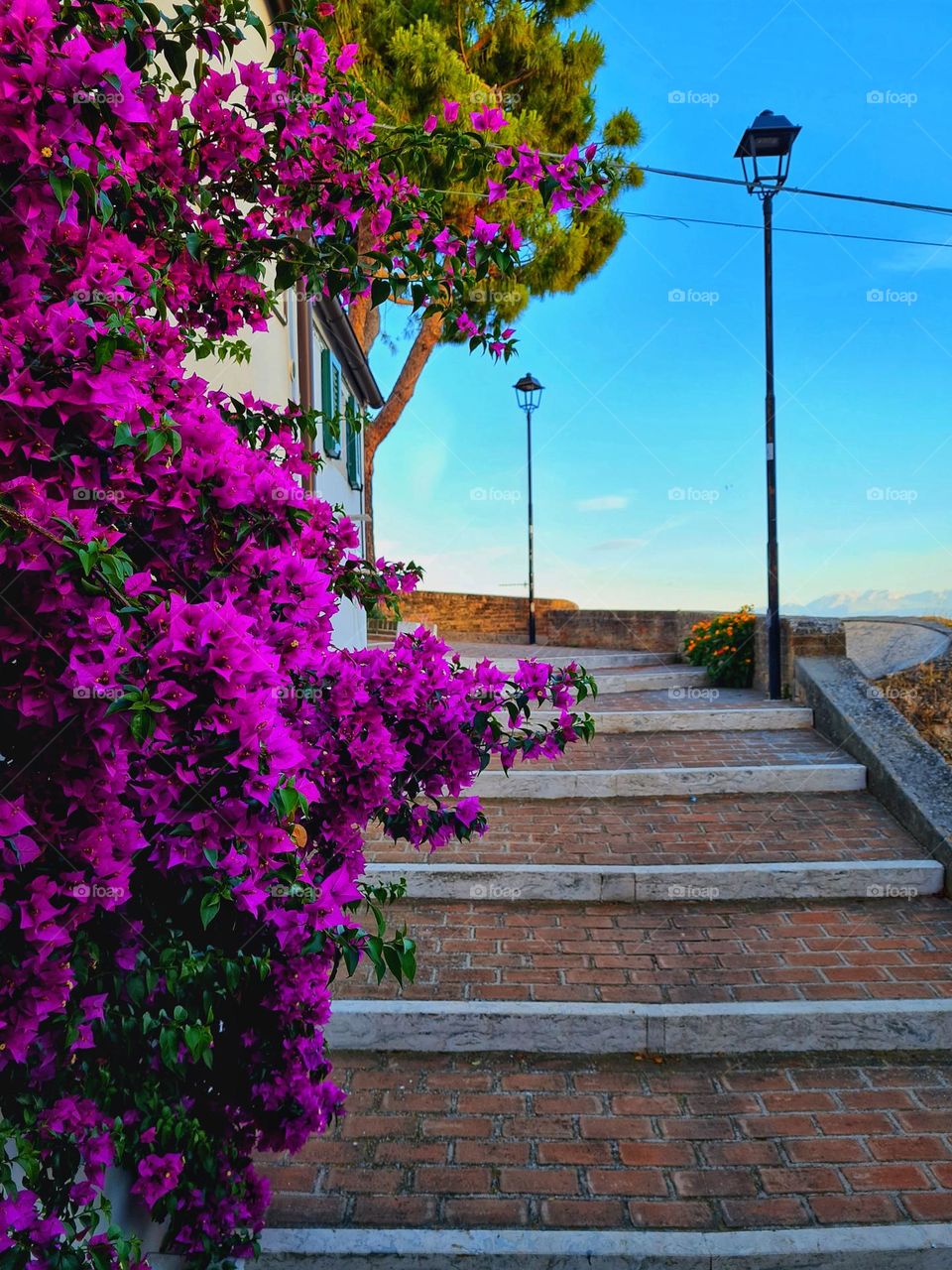 purple bougainvillea frame surrounds the steps of the historic center