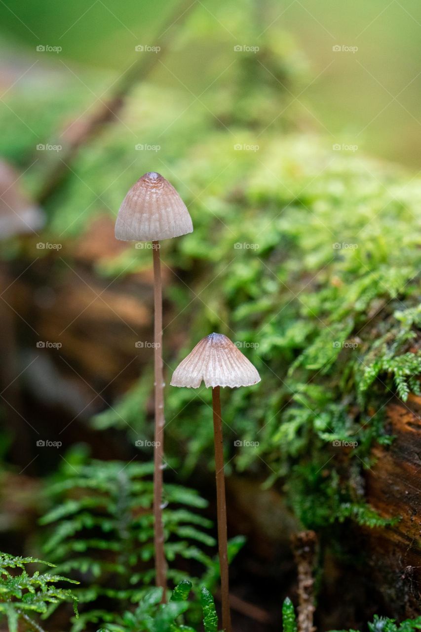 Closeup or macro of small mushrooms 