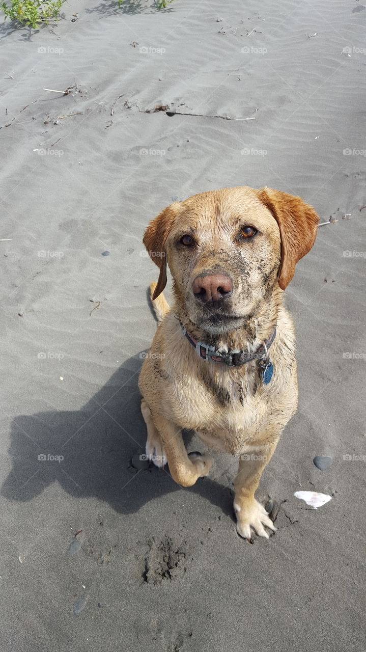 Sandy beach dog