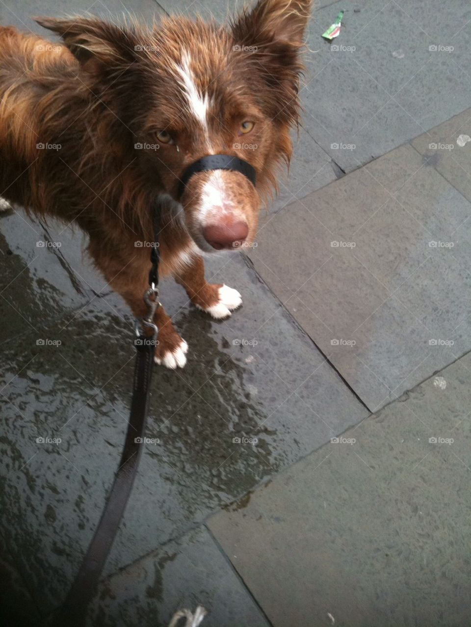 Very wet dog