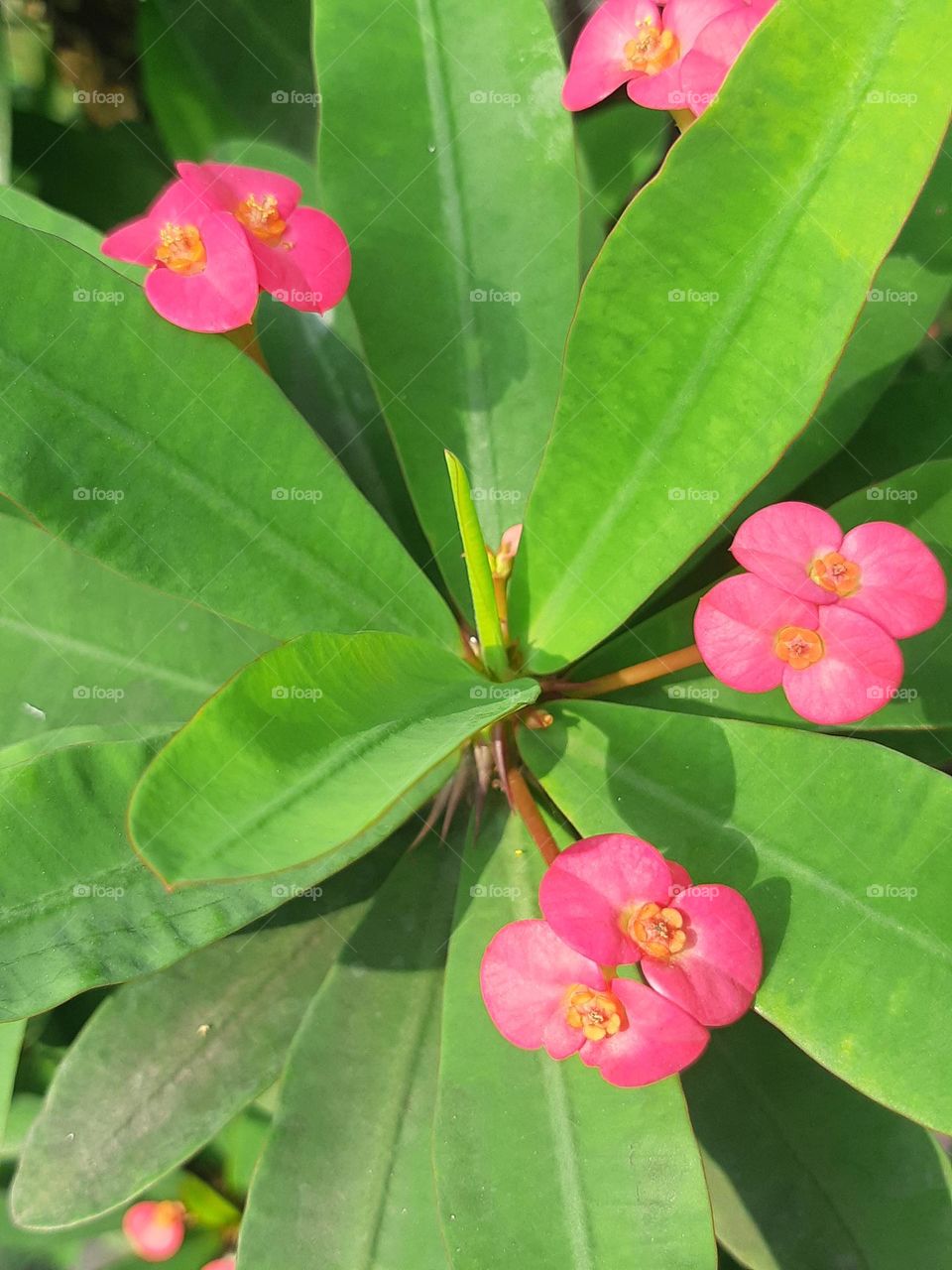 Beautiful pink colour of euphorbia flowers surrounded by green leaves in the garden. Top view