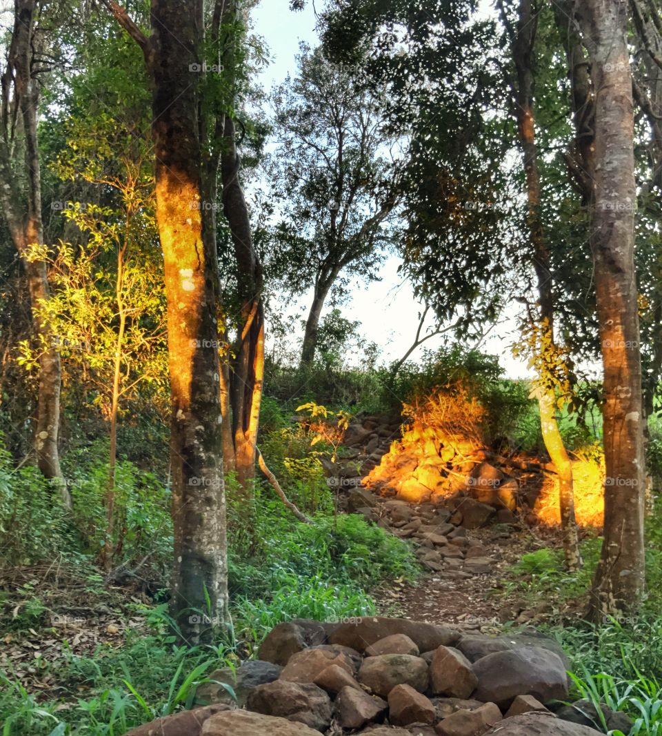 Rocky path in forest