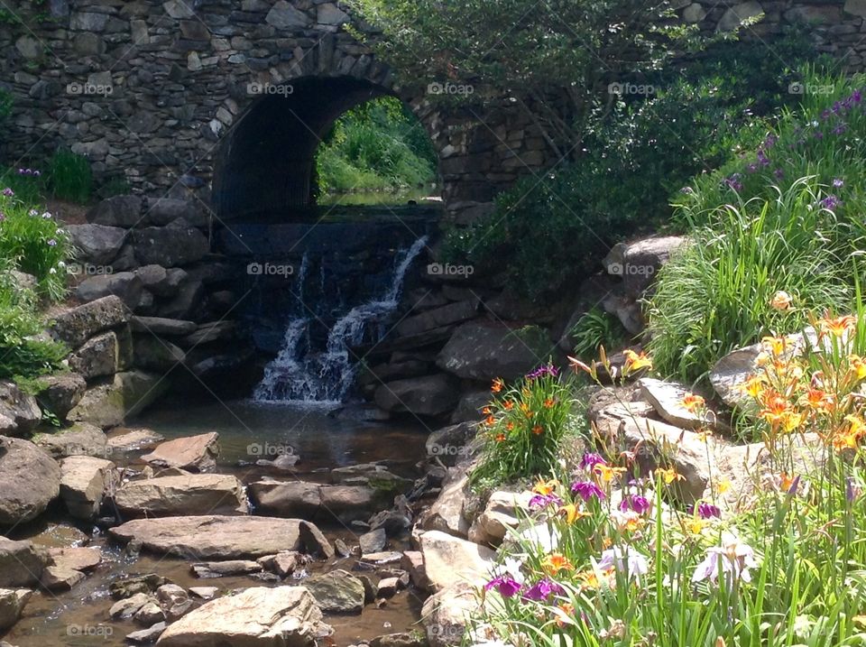 Garden Oasis. Photo taken during lunch around the Reedy Falls.