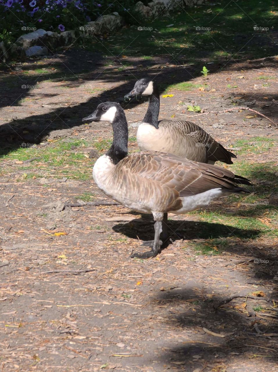 Canada geese