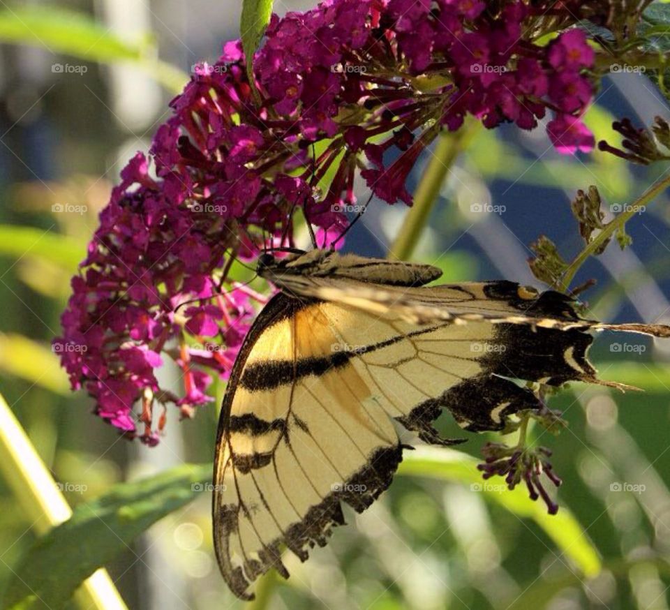 Tiger Swallowtail . Tiger Swallowtail Butterfly on Butterfly Bush.