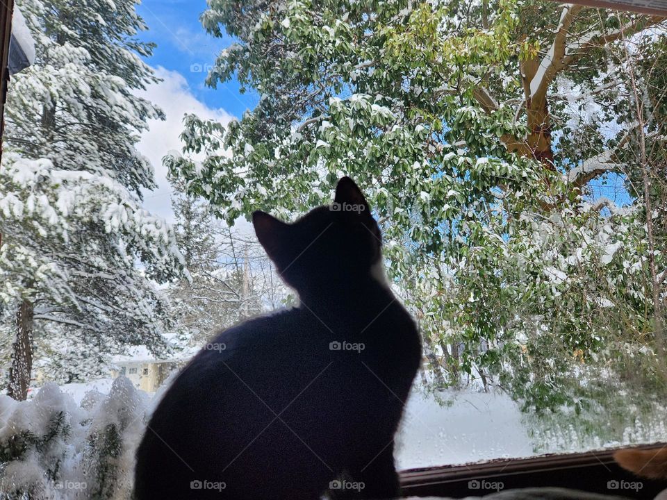 Black kitten sitting and looking through window to the snowy outdoors.