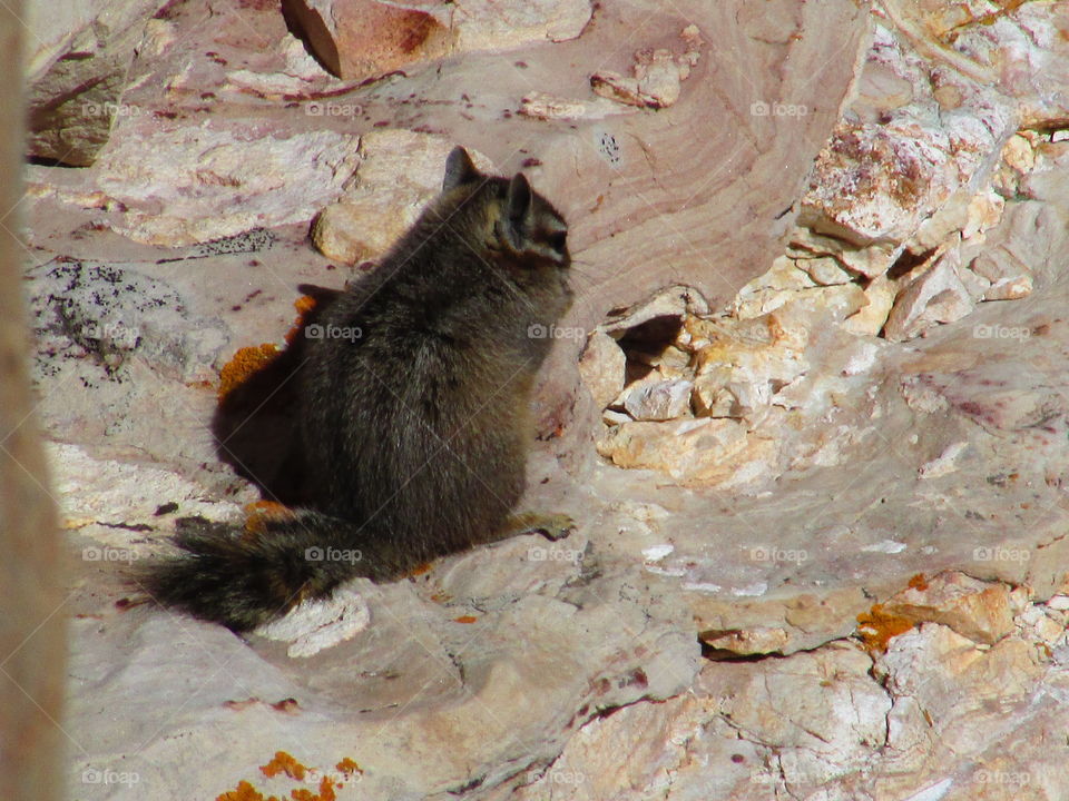 Canyon squirrel