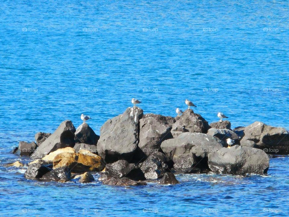 Seagulls on the rocks of Sant'Angelo village on the Italian island of Ischia