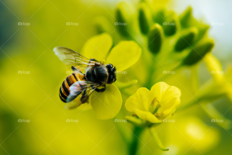 Combination of a bee with beautiful yellow flowers