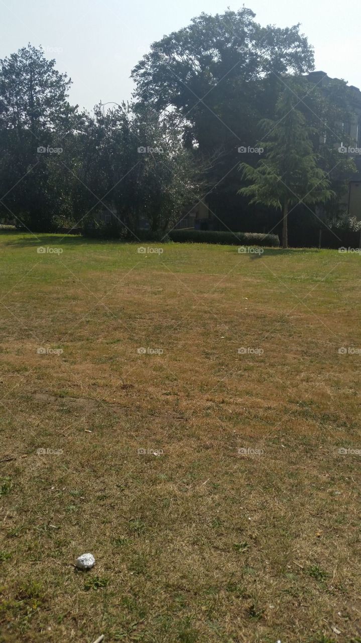 Landscape, Grass, Tree, Golf, No Person