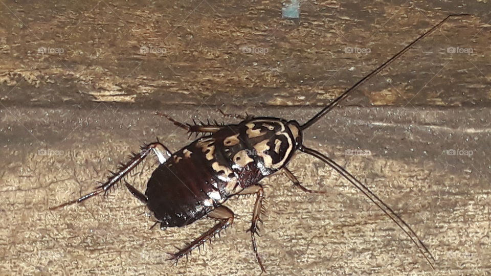 Cockroach Image.