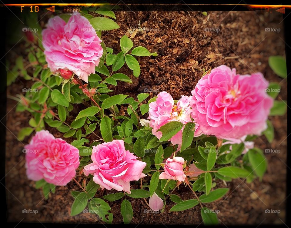 Beautiful  roses in Valbygarde. A beautiful  garden in Denmark - the place is Valby 