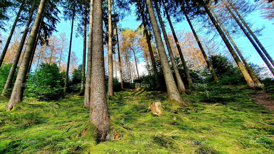 forest in sauerland 3