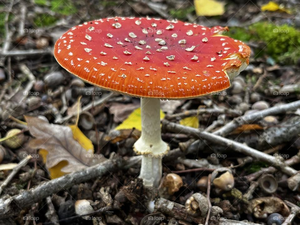 A close up of a toadstool 