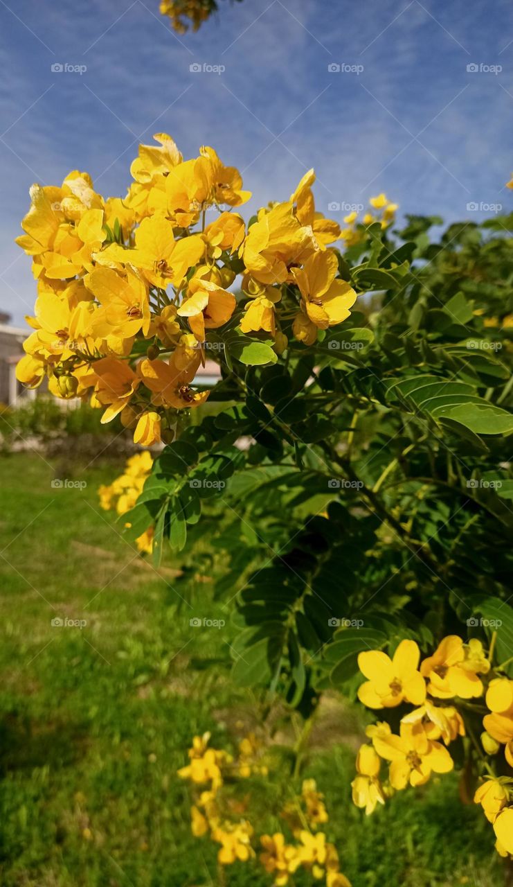 flowers in the morning 🌅