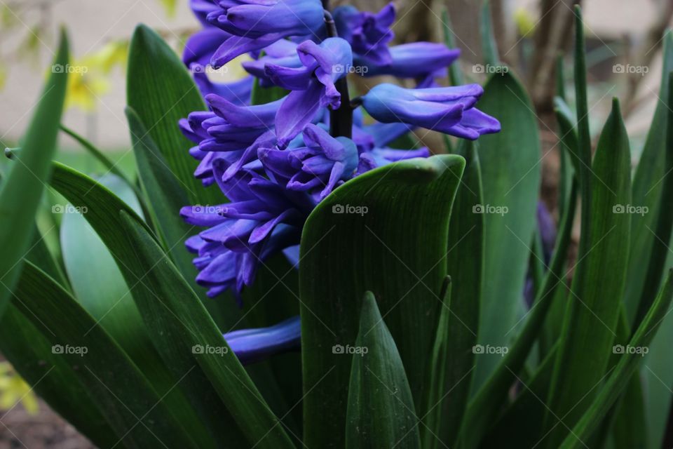 purple flowers