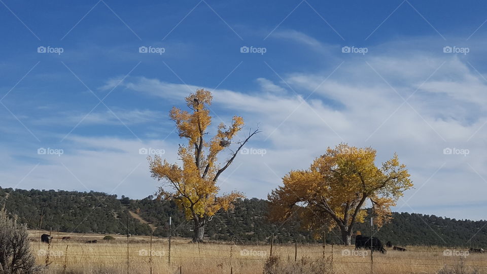 bald eagles nest with eagle in nest in the fall time durango colorado