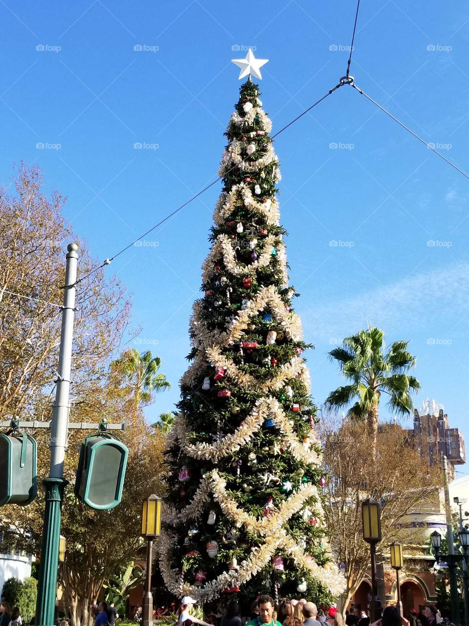 Tree, Christmas, Sky, Traditional, Travel