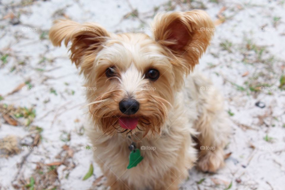 Terrier with tongue 👅 