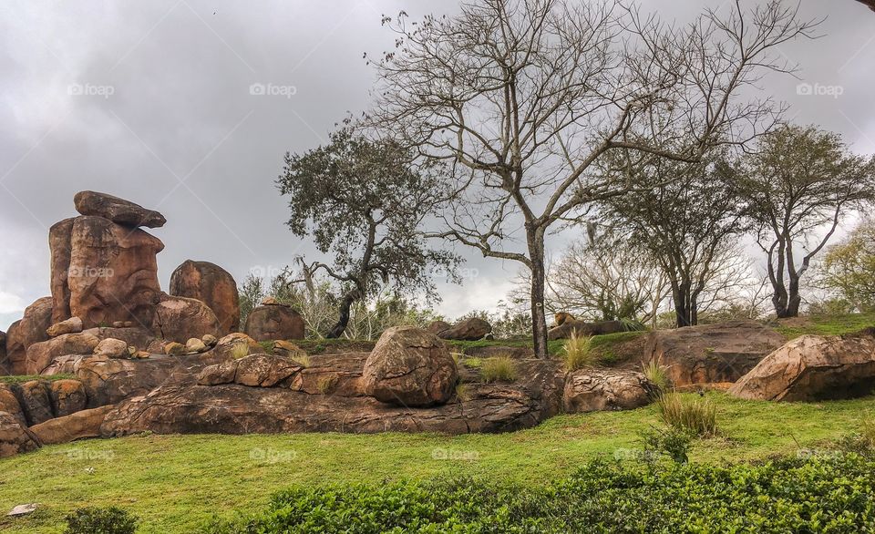 The savannah in the Animal Kingdom at Disney World in Orlando, Florida.  There’s a lion up there,  but he’s hard to see. 