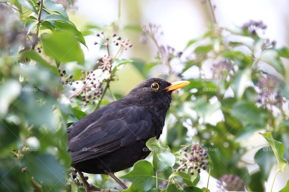 Blackbird perched