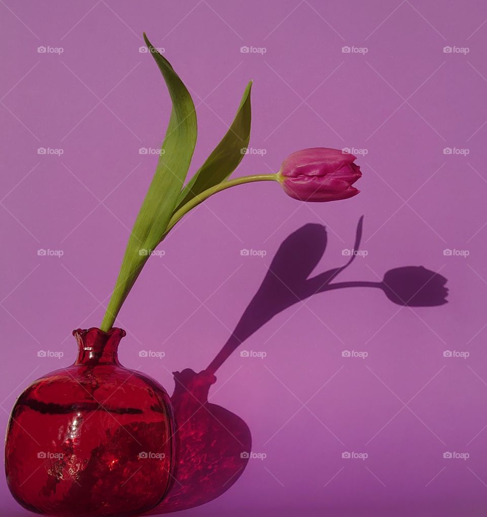 Tulip🌷 The power of color 💜 Flower in a vase with a shadow on the background🌷