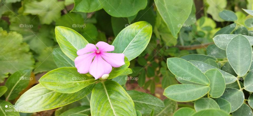 beautiful pink flower in the garden