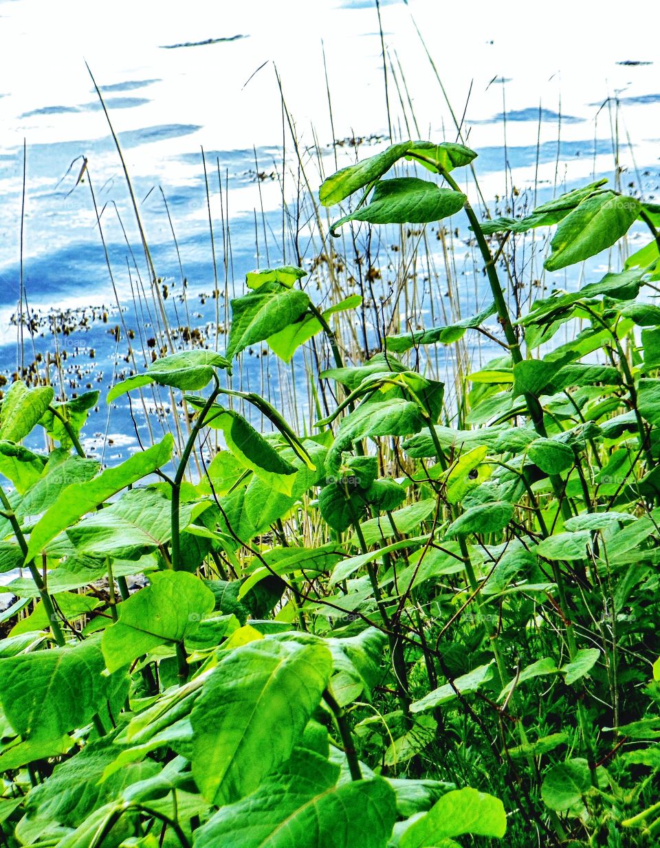 Lakeside vegetation