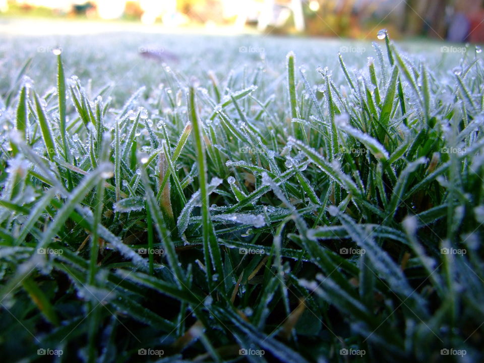Grass covered in thick, white frost